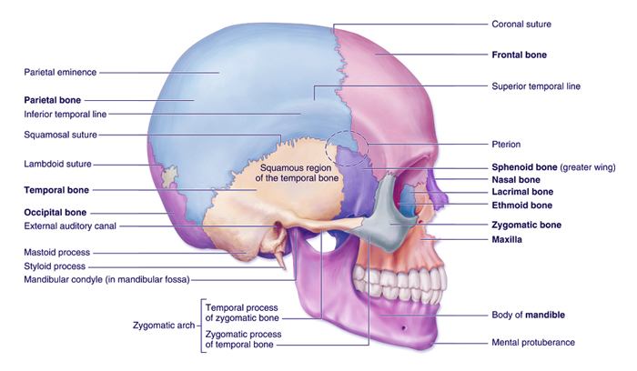 Cranial Sacral Massage